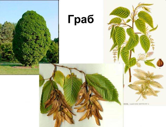 Граб